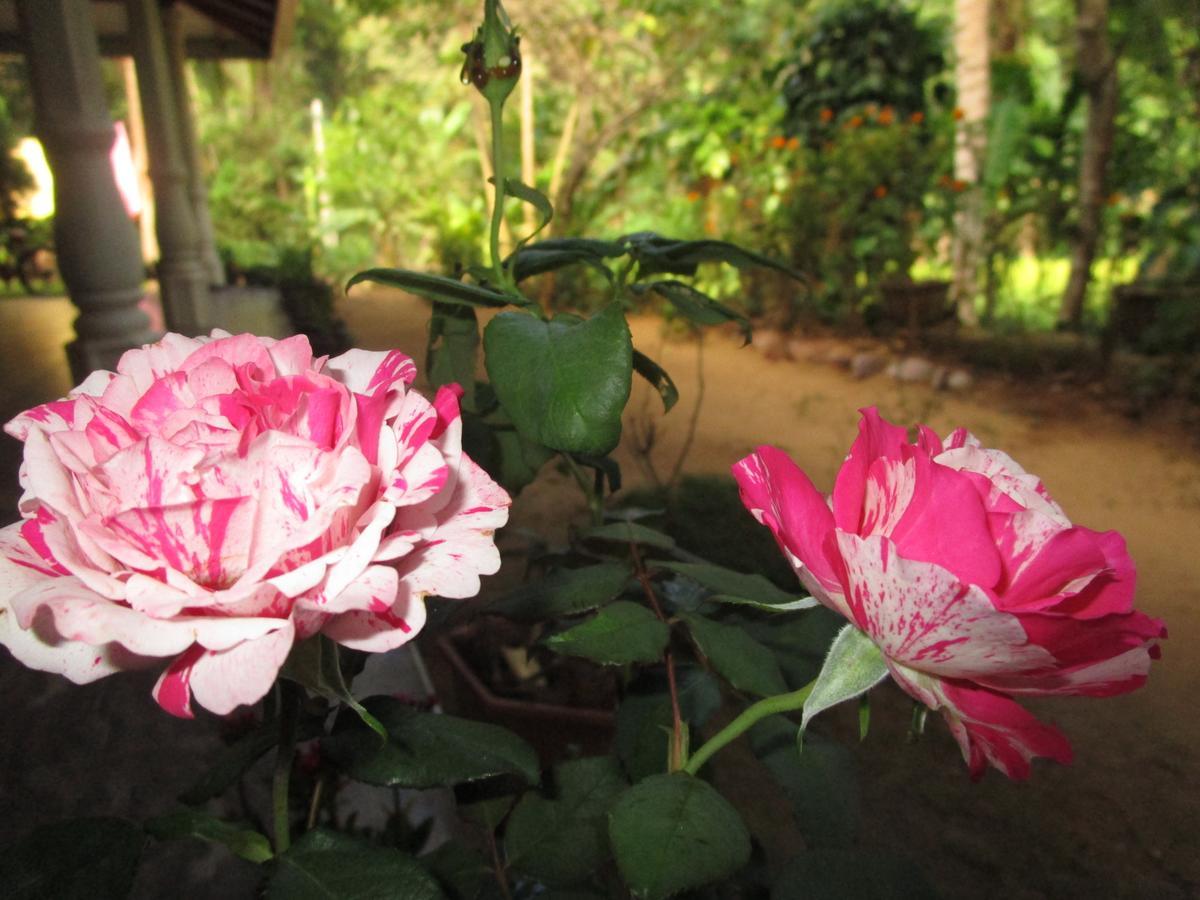 Maneesha Guest House Weligama Exterior photo